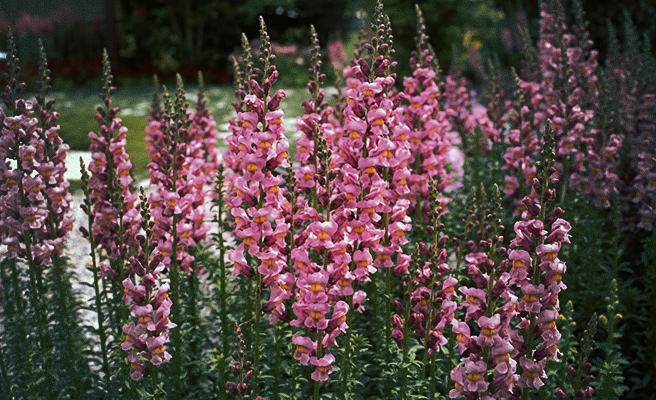 81081 Antirrhinum majus F1 Rocket Rose Shades